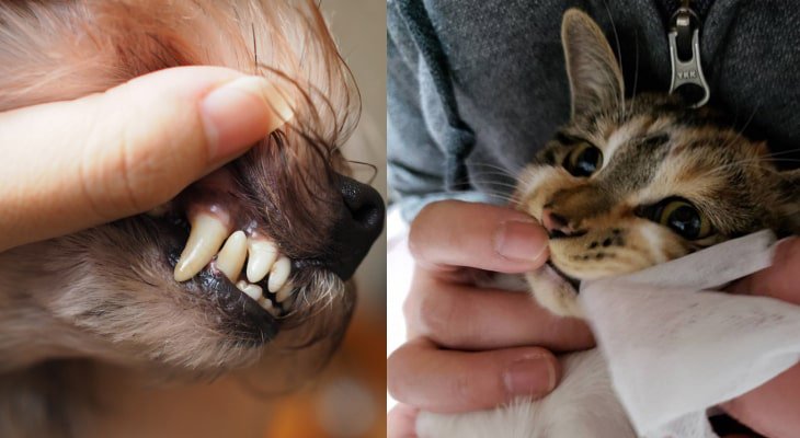 犬猫の歯みがき