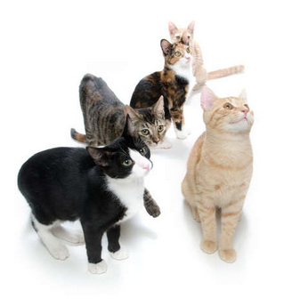 ミックス猫