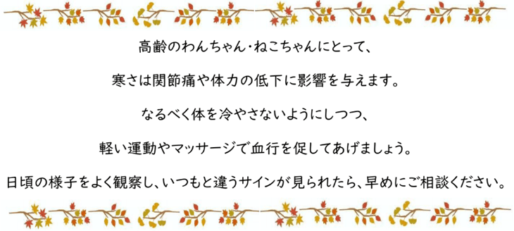 シニアの子たちにとって大切な時期です