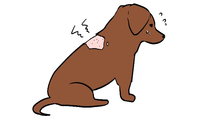 わんちゃん・ねこちゃんの皮膚トラブル