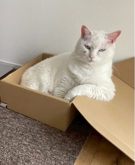 ふてぶてしい姿