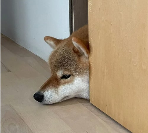 やり切ったおもちゃ職人