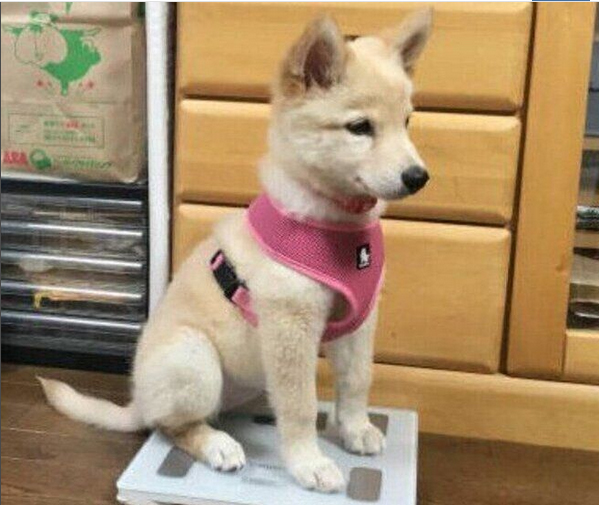 体重計に自ら乗るわんちゃん