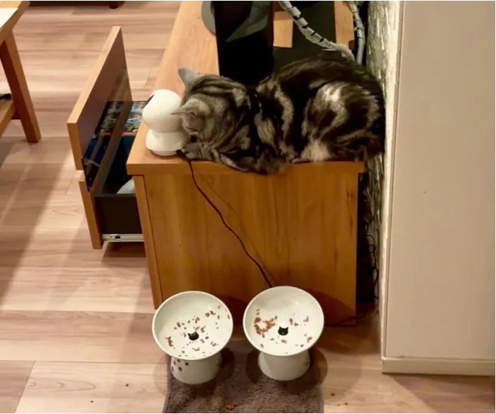 愛猫がいないと思ったらまさかの場所で発見