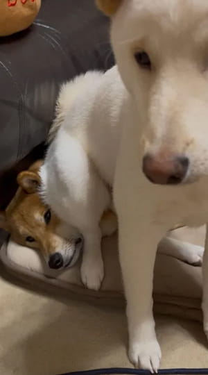 兄柴の顔にどっかり