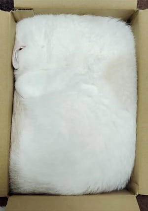 完全な四角でハマる猫