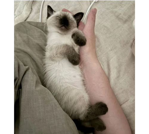 まるで「エビフライ」