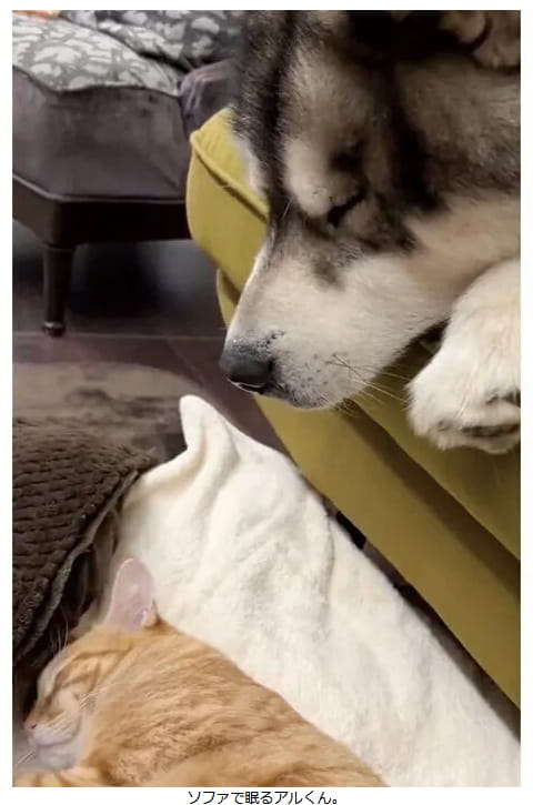 荒い鼻息で子猫の昼寝を妨害？