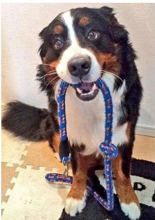 散歩前に自らリードを持ってくるバーニーズ